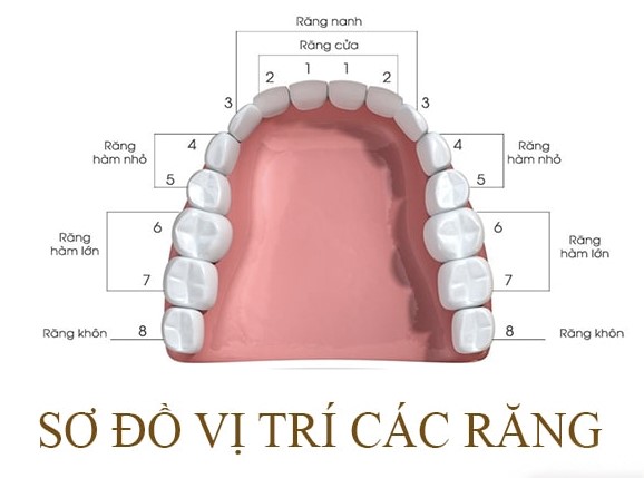 răng số 5