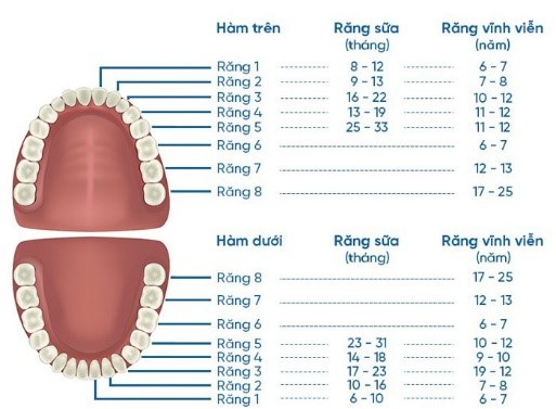 răng số 5 hàm trên có thay không