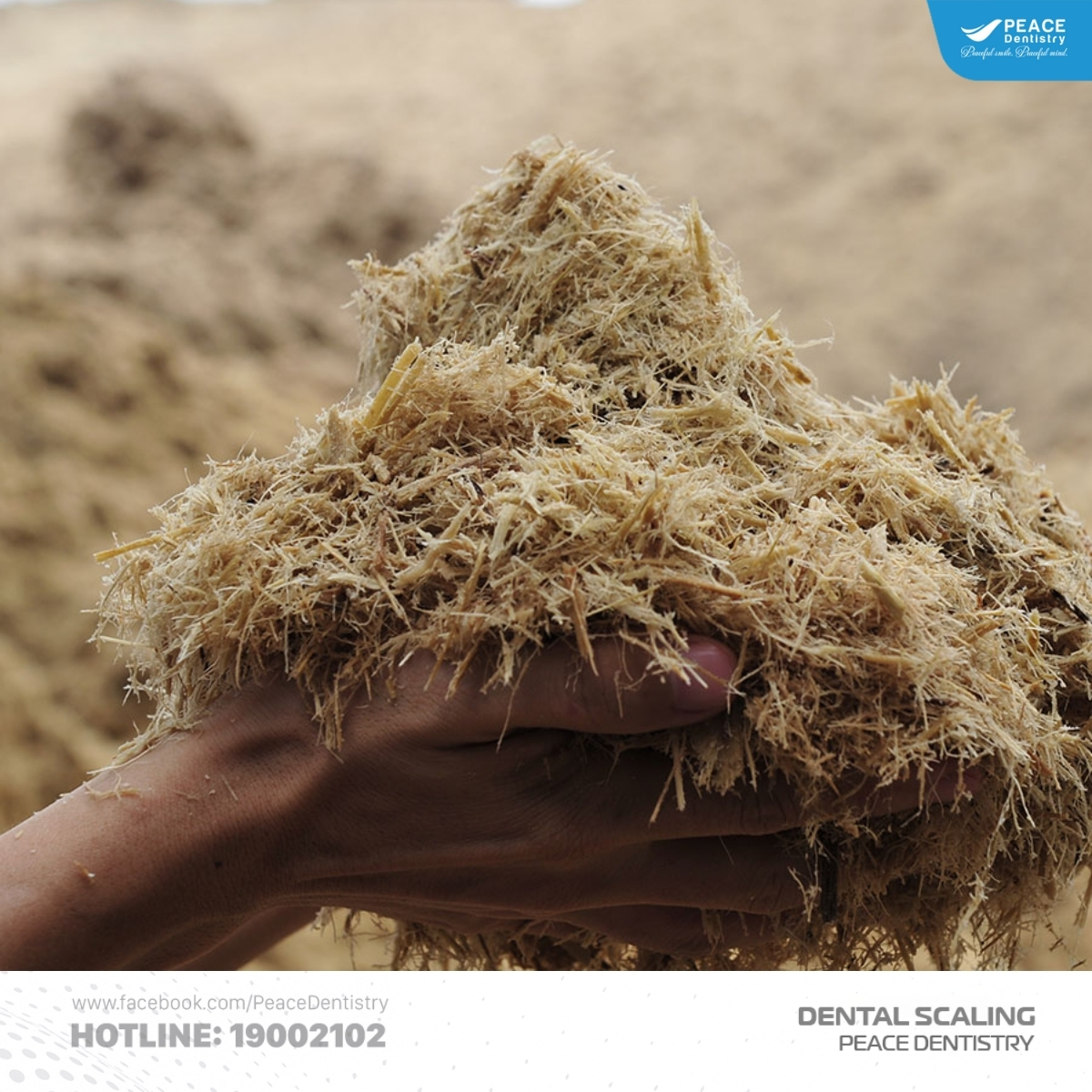 lấy cao răng tại nhà bằng giấm và bã mía